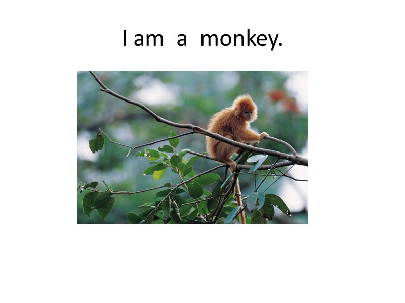 I am  a  monkey.